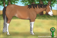 Horse Color:Bay Splash 
