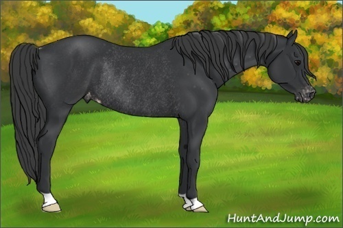 Horse Color: Black Varnish Rabicano 