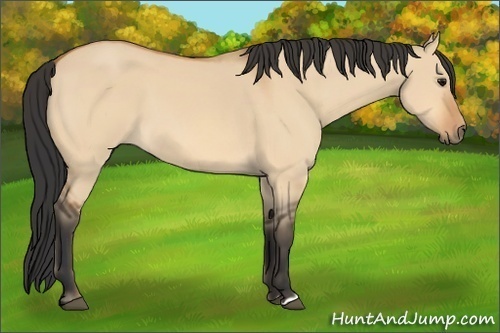 Horse Color: Bay Dun 