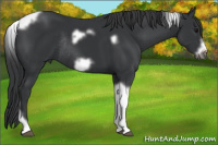 Horse Color:Brown Tobiano Frame Rabicano