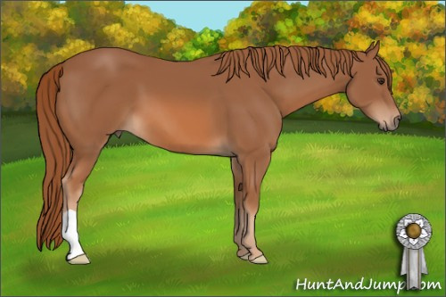 Horse Color: Chestnut 