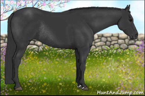 Horse Color: Black Rabicano 