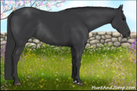 Horse Color:Black Rabicano 