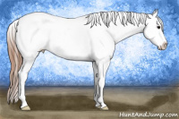 Horse Color:White Spotted Blue Roan Splash Frame Appaloosa