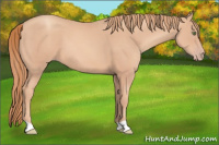 Horse Color:Gold Champagne 