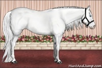 Horse Color:Silver Perlino Dun 
