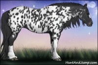 Horse Color:Black Near Leopard 
