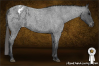 Horse Color:Blue Roan Appaloosa