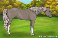 Horse Color:Silver Grullo 