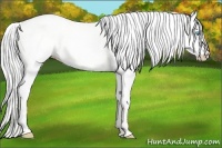 Horse Color:Silver Perlino Dun 
