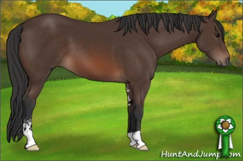 Horse Color: Brown Sabino 
