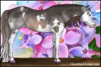 Horse Color:Brown Sabino Splash Blanket Rabicano