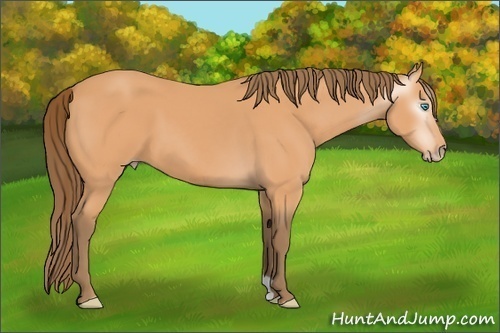 Horse Color:Unknown 