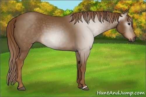 Horse Color:Unknown 