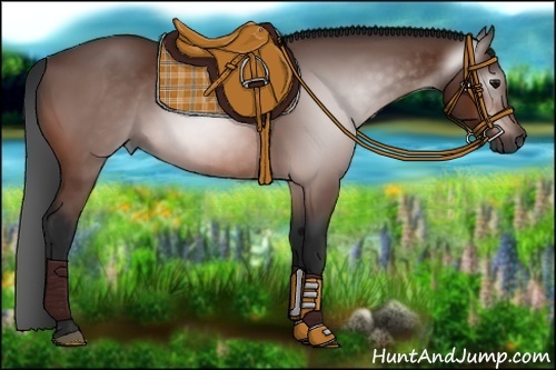 Horse Color:Gray Bay 