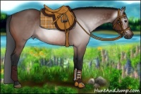 Horse Color:Gray Bay 