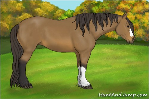 Horse Color: Buckskin 