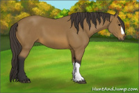 Horse Color:Buckskin 