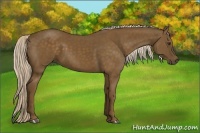 Horse Color:Chocolate Palomino 