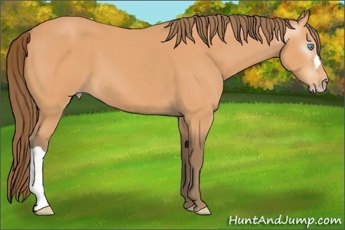 Horse Color:Unknown 