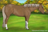 Horse Color:Chocolate Palomino 