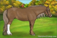 Horse Color:Chocolate Palomino 