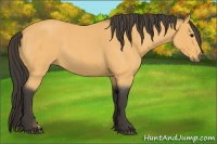 Horse Color:Buckskin Roan 