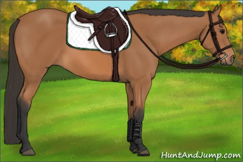 Horse Color:Unknown 