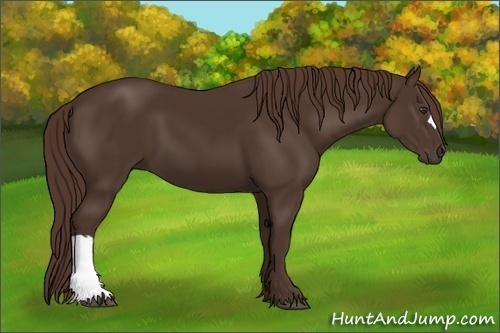 Horse Color: Liver Chestnut 