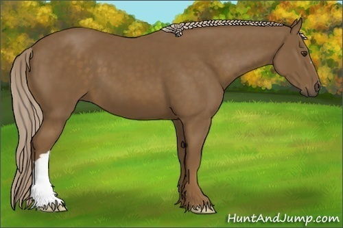 Horse Color:Unknown 