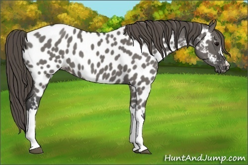 Horse Color:Grullo Roan Near Leopard 