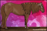 Horse Color:Gray Chestnut 