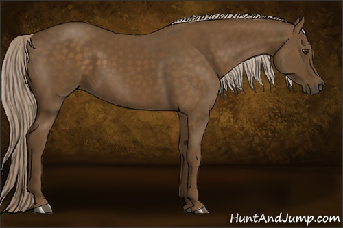 Horse Color: Chocolate Palomino 