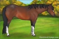 Horse Color:Bay 