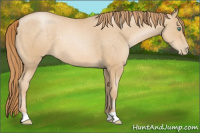 Horse Color:Buckskin Pearl 