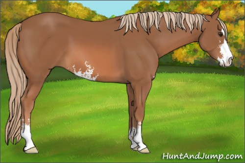 Horse Color: Chestnut Sabino 