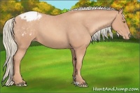 Horse Color:Gold Champagne Blanket 