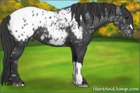 Horse Color:Black Ice Appaloosa 