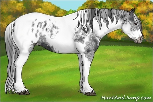 Horse Color: White Spotted Black Splash Tobiano Frame Blanket 