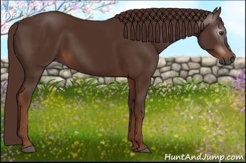 Horse Color:Gray Chestnut 