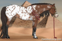 Horse Color:White Spotted Bay Splash Frame Appaloosa