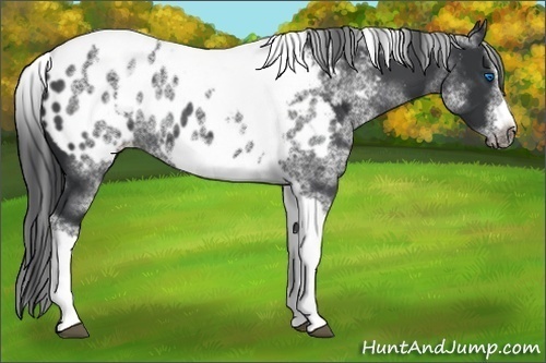 Horse Color:White Spotted Black Splash Tobiano Frame Appaloosa 
