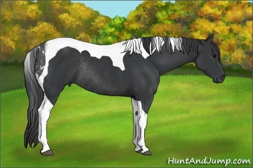 Horse Color: Black Sabino Tobiano Rabicano 
