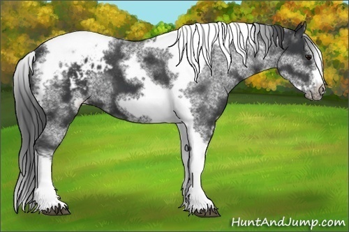 Horse Color:White Spotted Black Splash Tobiano Frame Appaloosa
