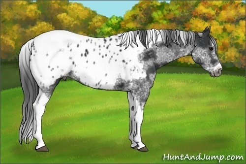 Horse Color: Unknown 