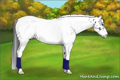 Horse Color:White Spotted Black Splash Tobiano Frame Near Leopard