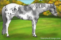 Horse Color:White Spotted Black Splash Tobiano Frame Appaloosa