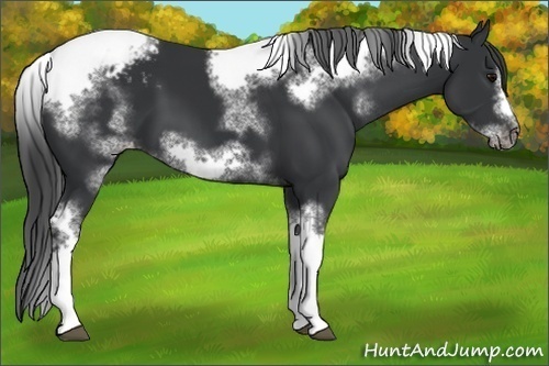 Horse Color:White Spotted Black Splash Tobiano Frame Appaloosa
