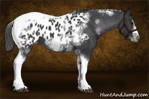 Horse Color:White Spotted Black Splash Tobiano Frame Appaloosa 