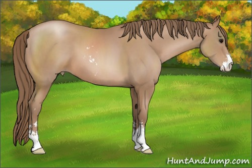 Horse Color: Black Pearl Sabino 